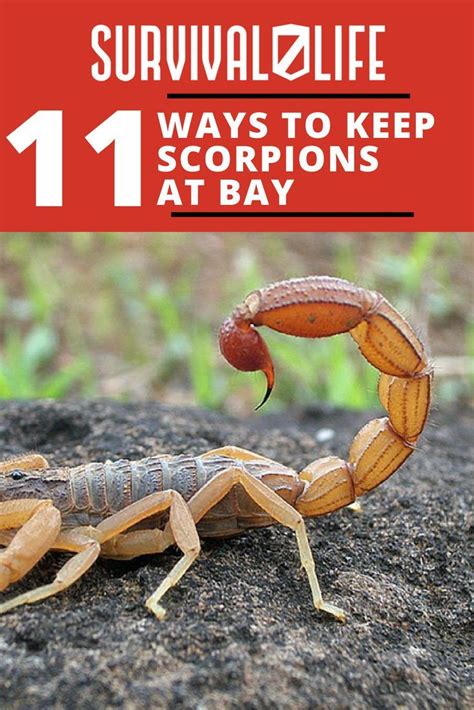 How to get rid of scorpions. Things To Know About How to get rid of scorpions. 